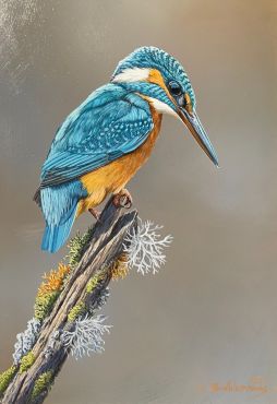 Mr. Kingfisher
